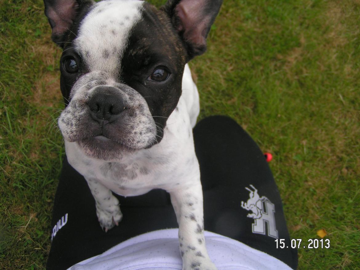 Fransk bulldog Hannibal - • 18 uger gammel - uge 29, 2013 Hannibal tigger.  billede 11