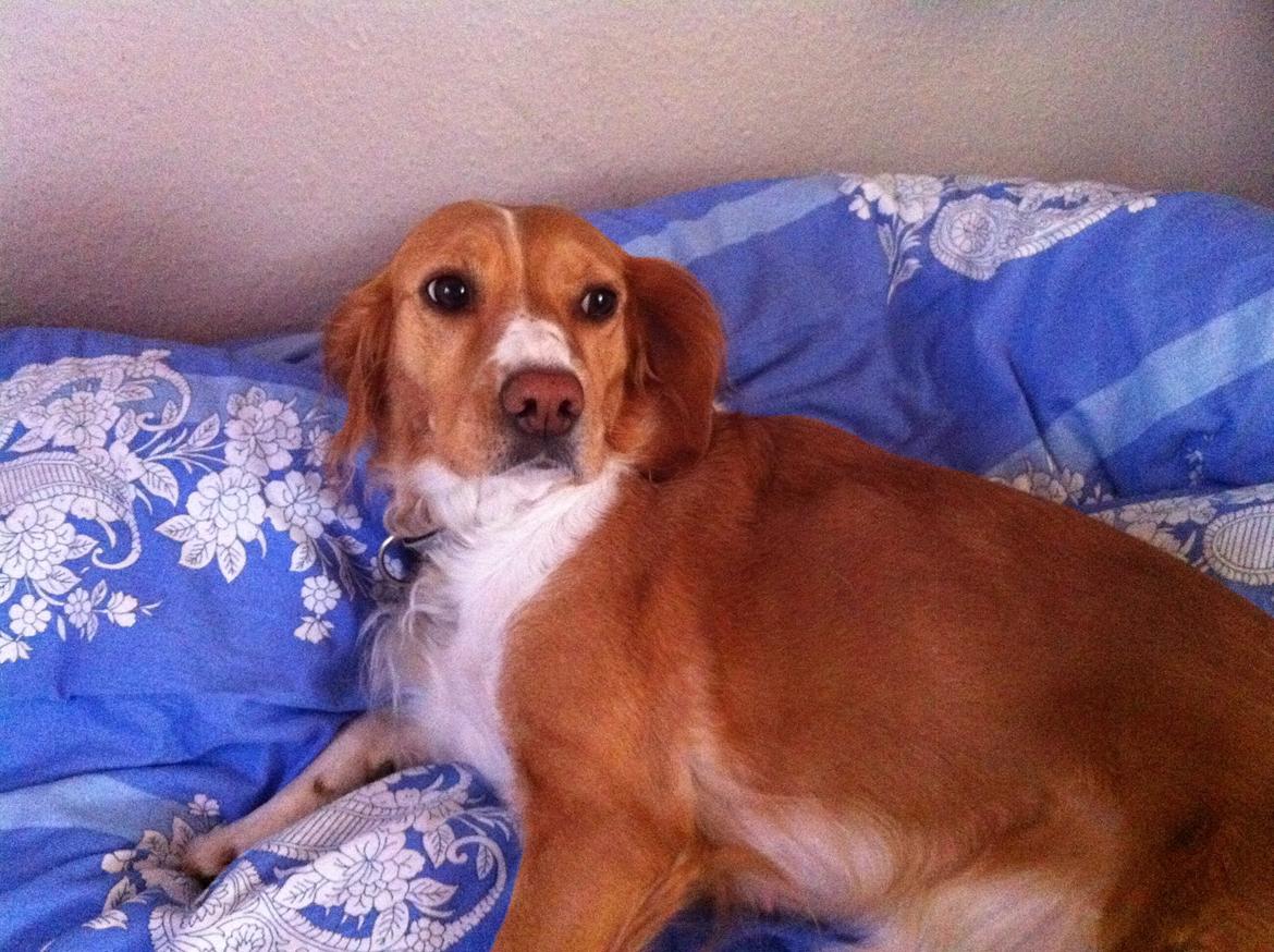 Breton Bessie billede 1