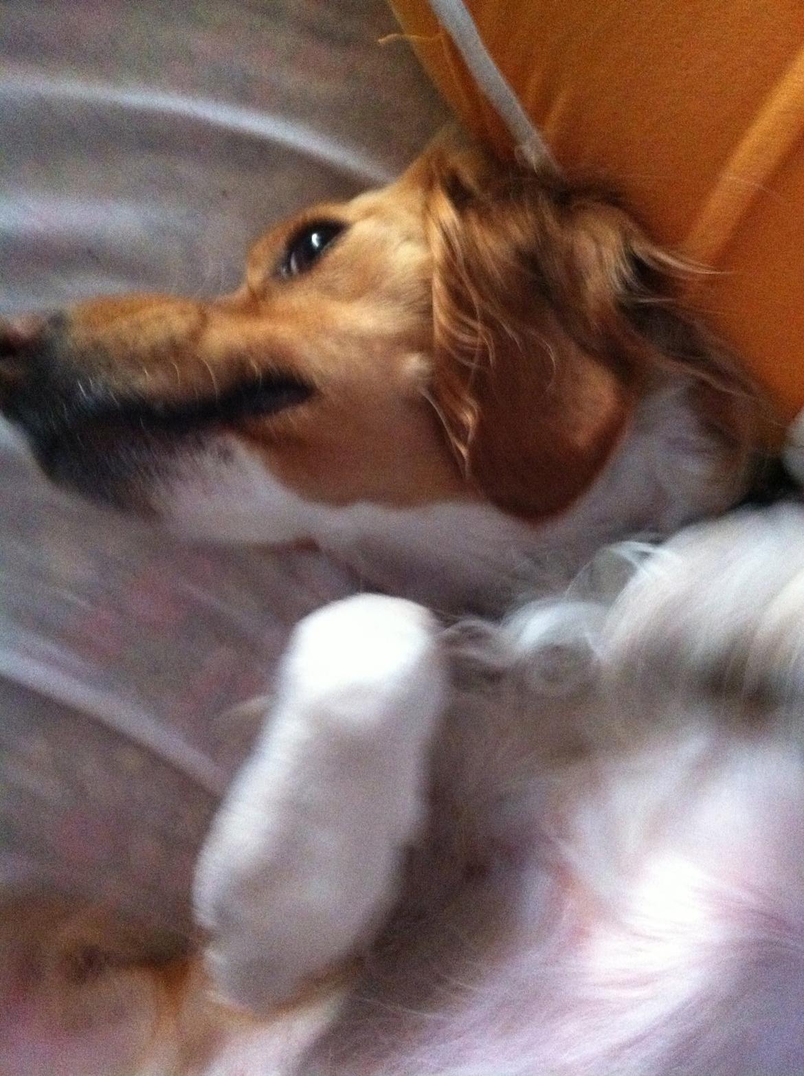 Breton Bessie billede 2