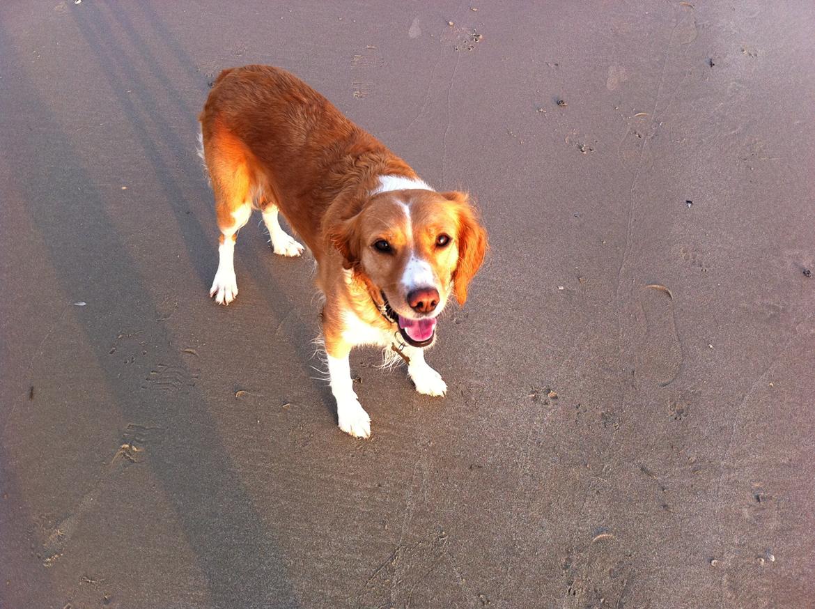 Breton Bessie billede 4