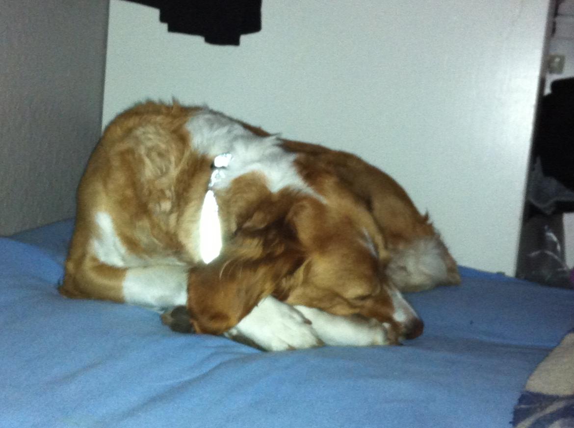 Breton Bessie billede 5