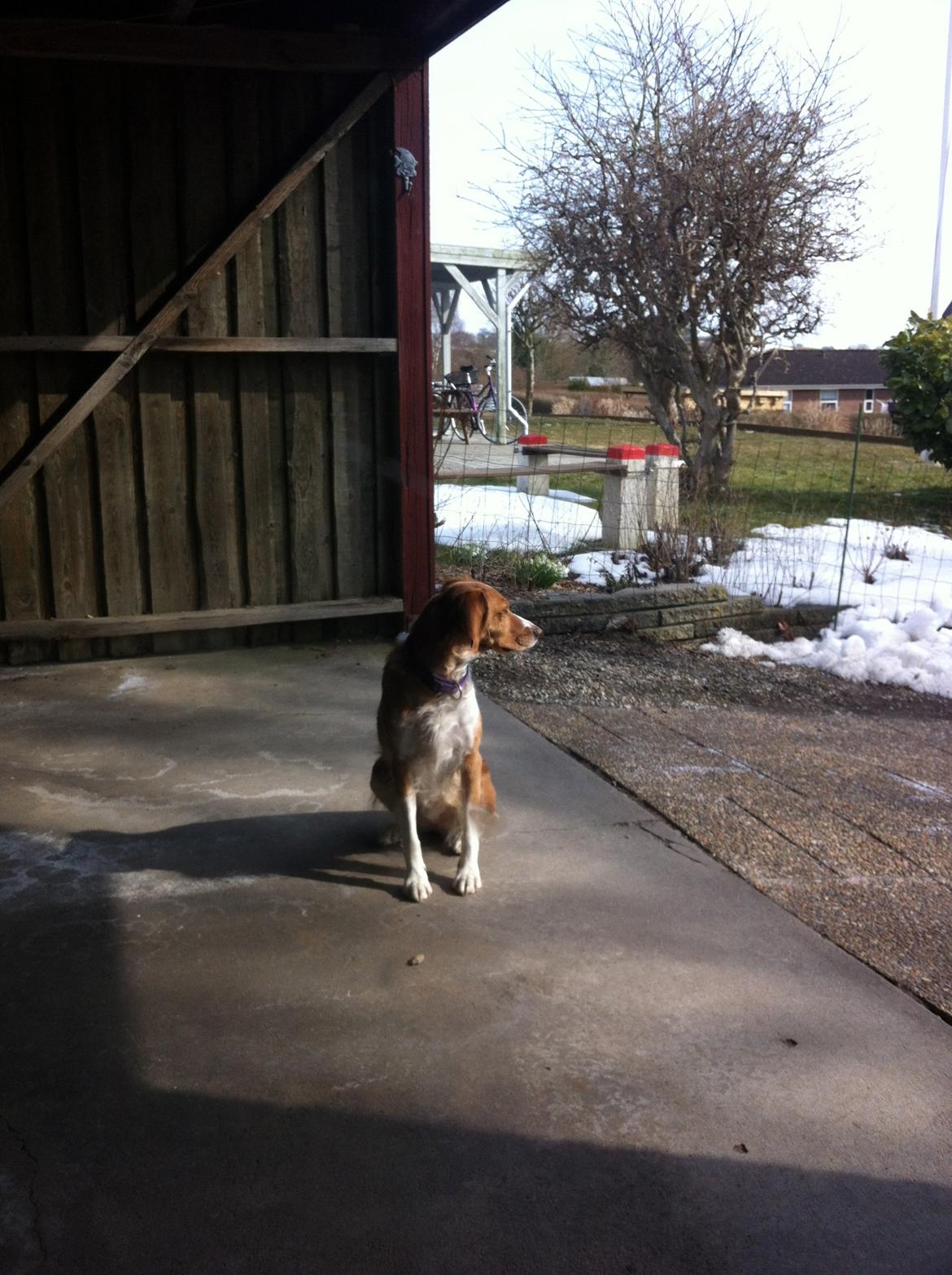 Breton Bessie billede 6