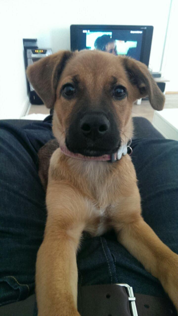 Blanding af racer Kaydee <3 - søde Kaydee 14 uger.. billede 3