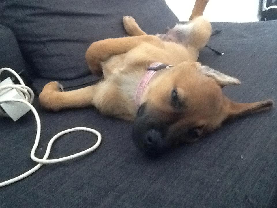 Blanding af racer Kaydee <3 - trætte Kaydee 14 uger billede 4