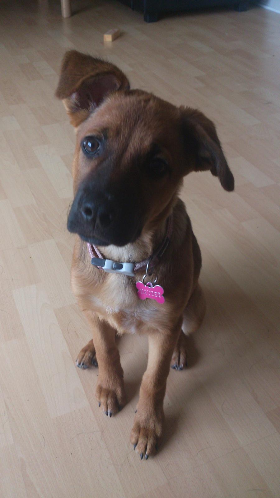 Blanding af racer Kaydee <3 - 14 uger billede 5