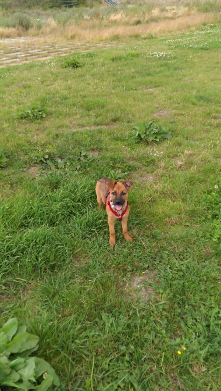 Blanding af racer Kaydee <3 - Kaydee på tur 14 uger
 billede 6