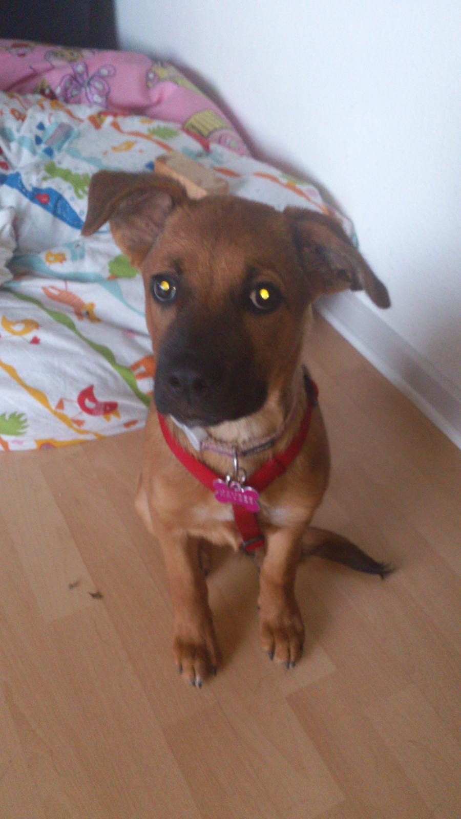 Blanding af racer Kaydee <3 - 14 uger
 billede 8