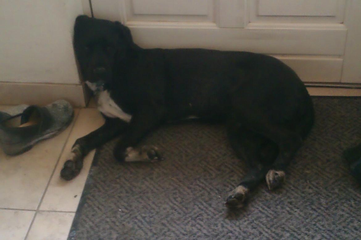 Blanding af racer Pihl billede 5