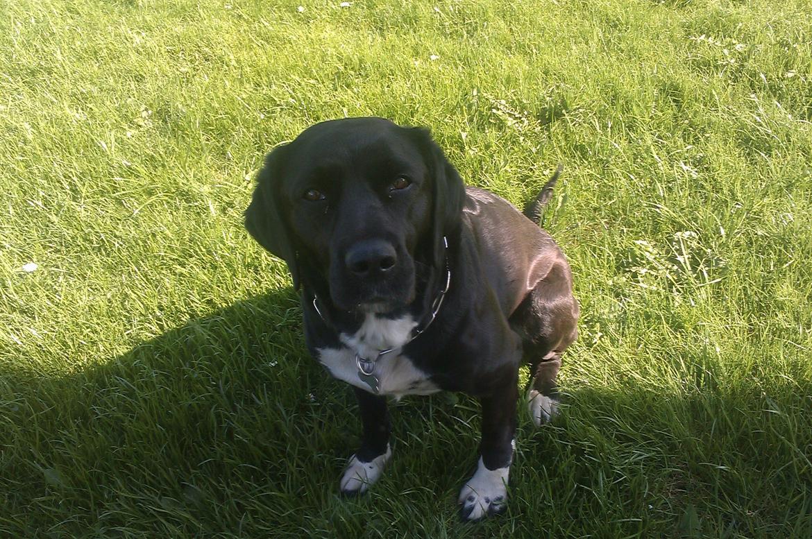 Blanding af racer Pihl billede 1