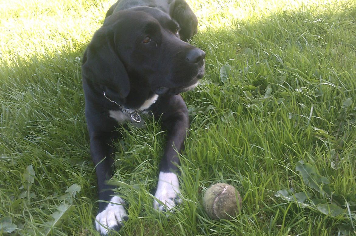 Blanding af racer Pihl billede 6