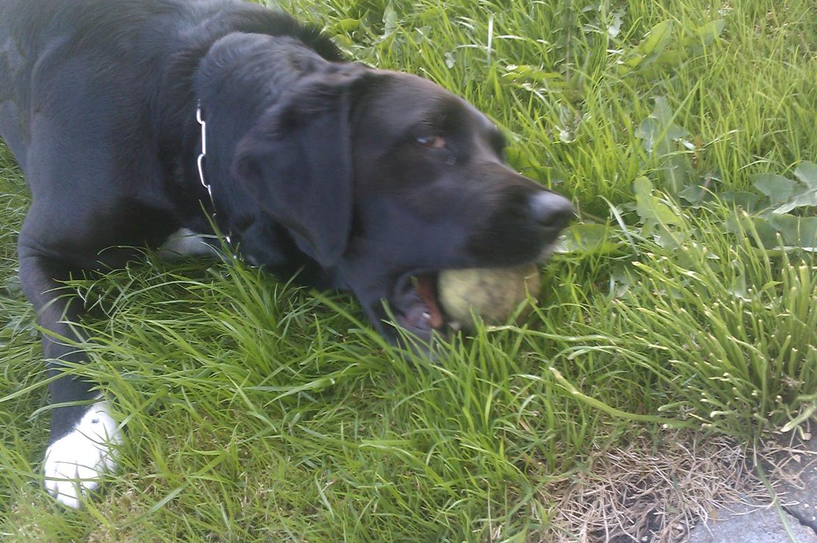 Blanding af racer Pihl billede 7