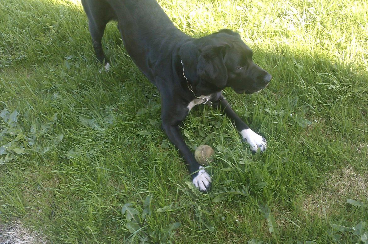 Blanding af racer Pihl billede 8