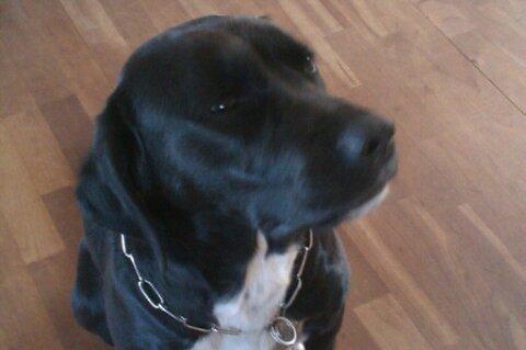 Blanding af racer Pihl billede 12