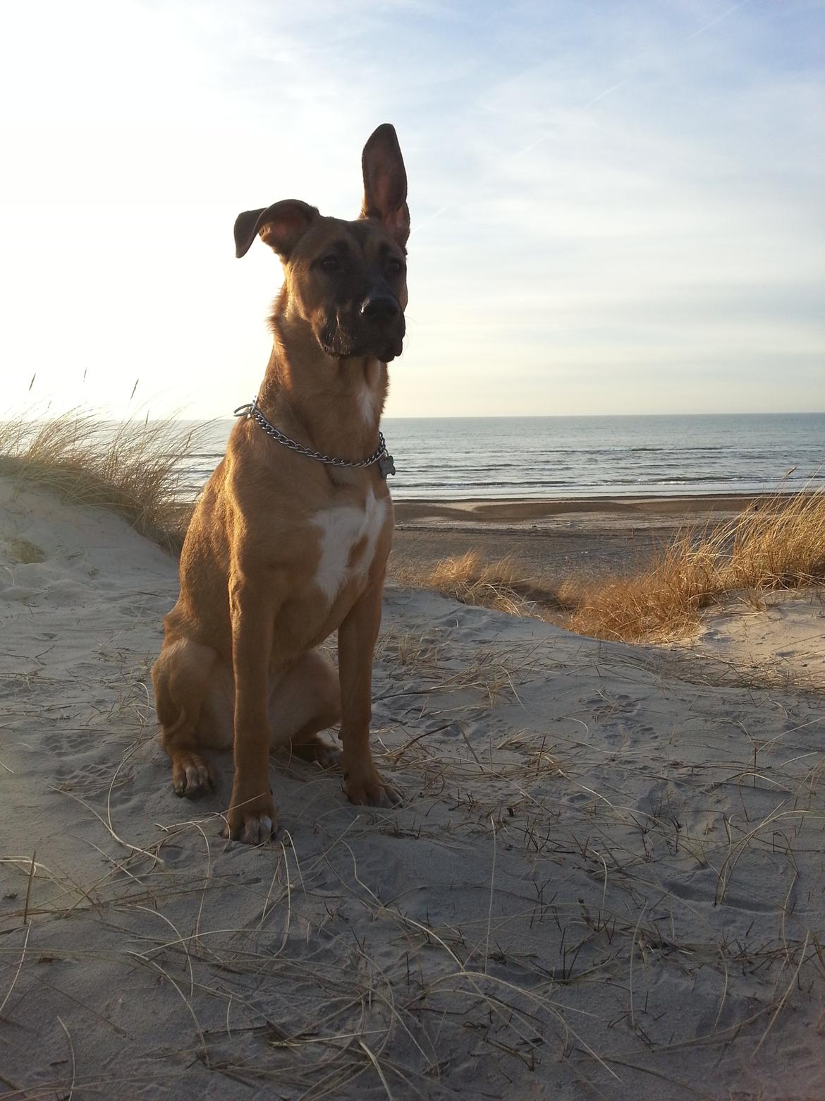 Blanding af racer Angel . billede 2