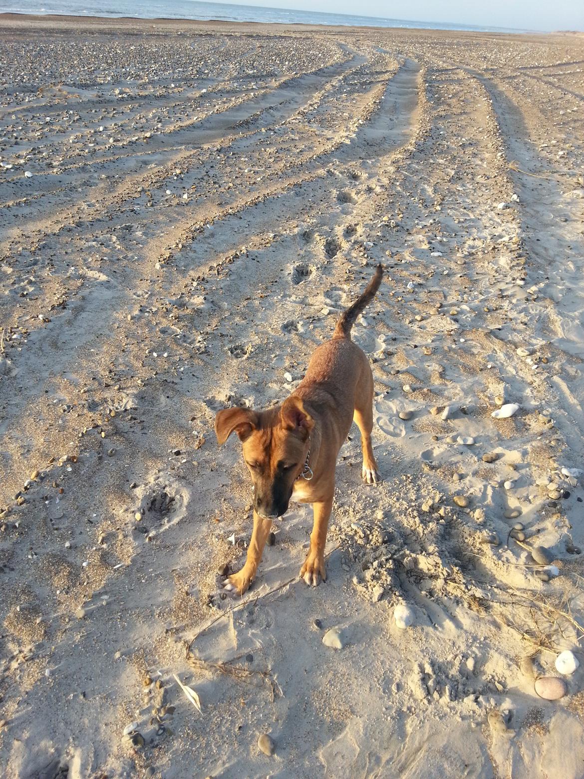 Blanding af racer Angel . billede 3