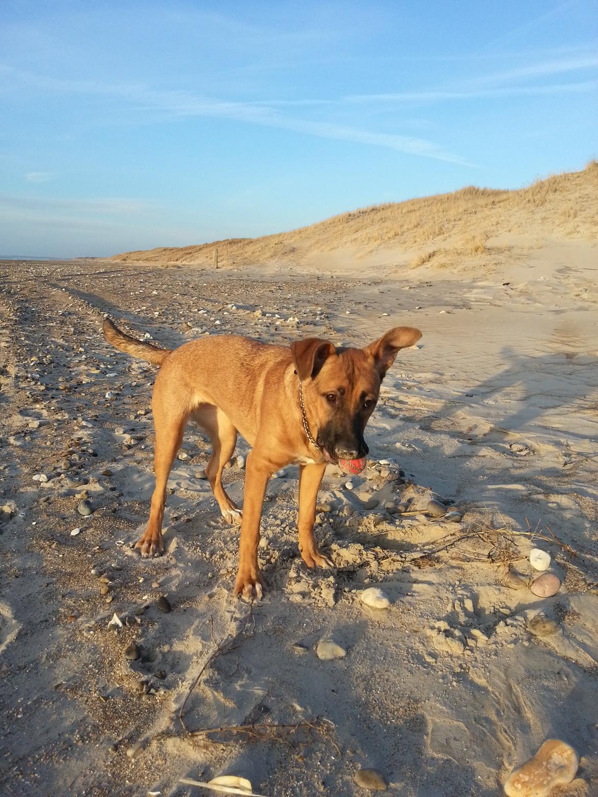 Blanding af racer Angel . billede 4