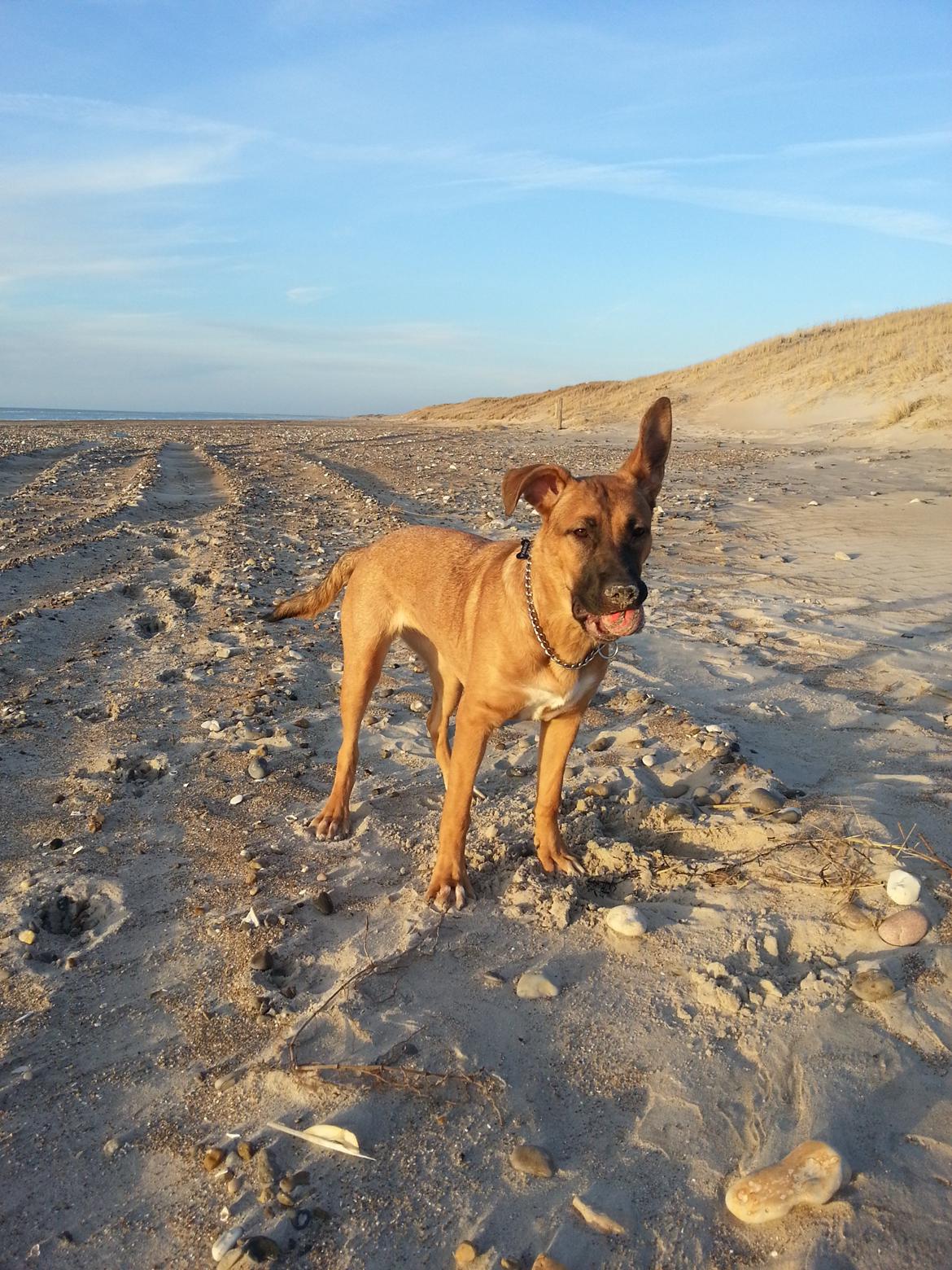 Blanding af racer Angel . billede 5