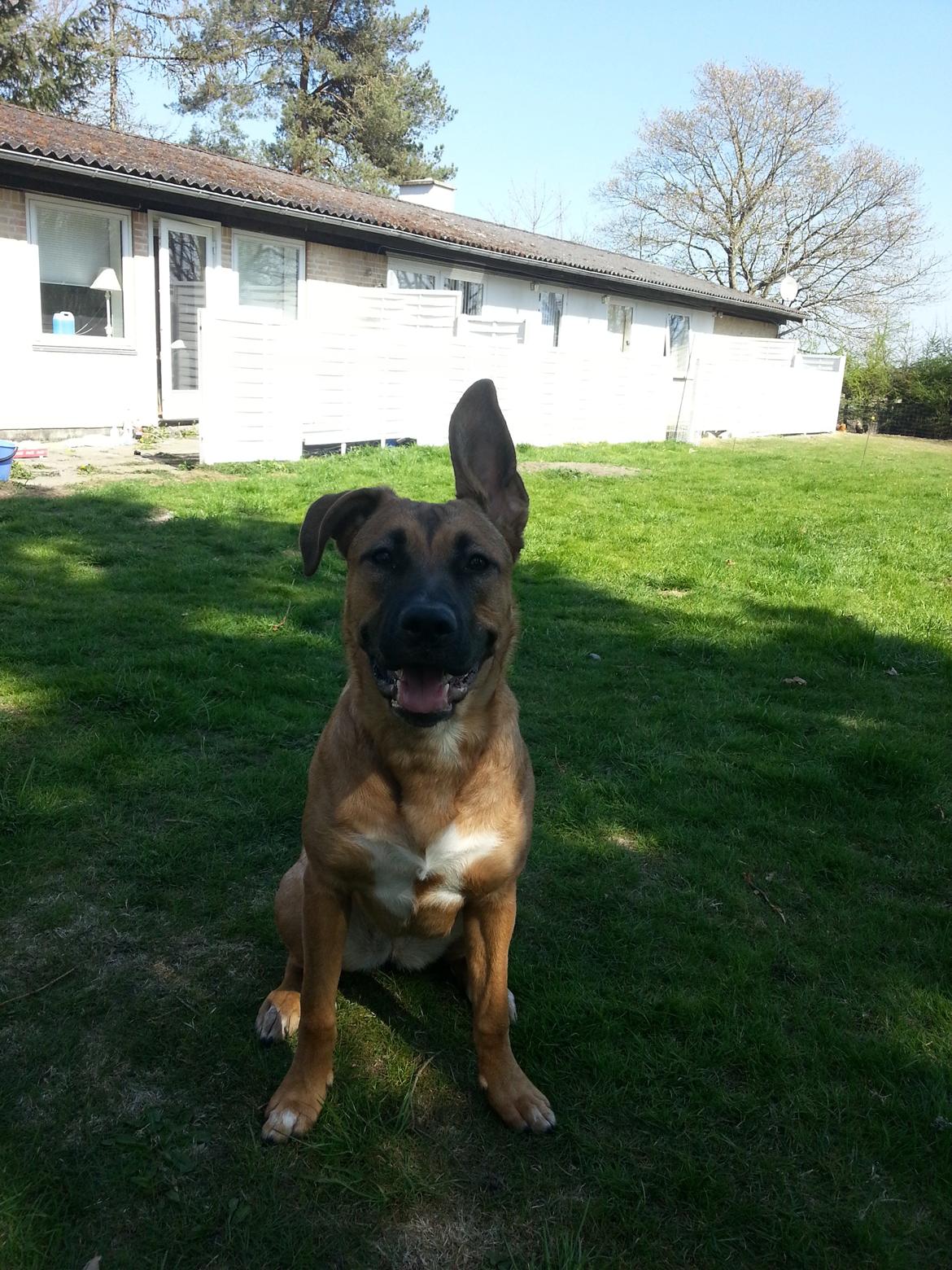 Blanding af racer Angel . billede 6