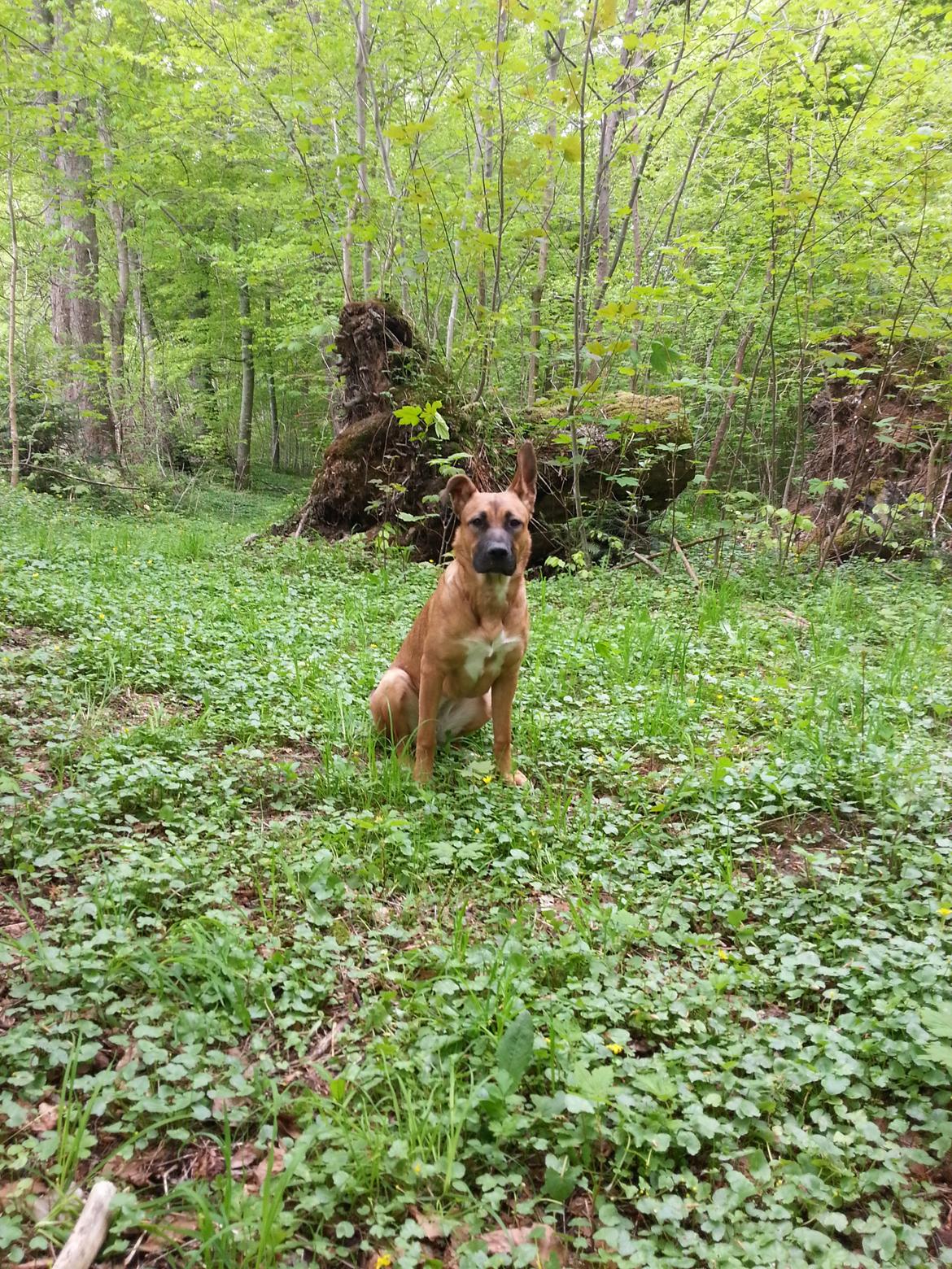 Blanding af racer Angel . billede 7