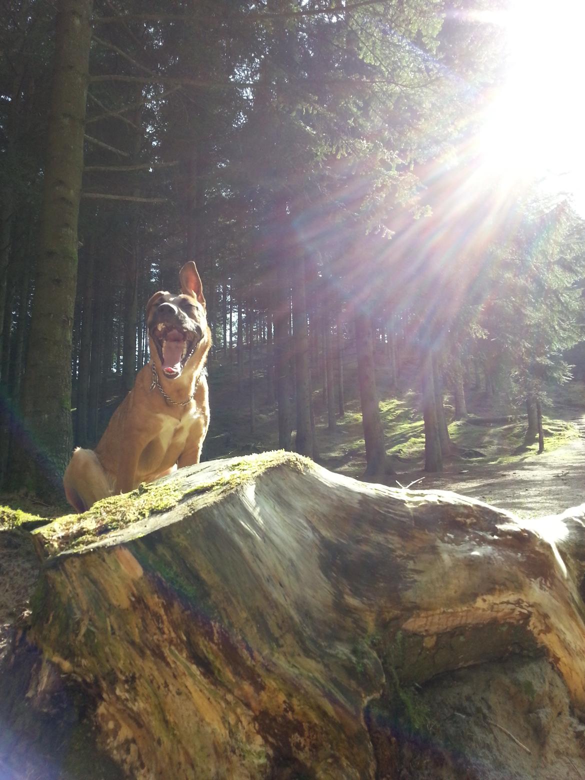 Blanding af racer Angel . - Spiiiser dig! :P billede 8