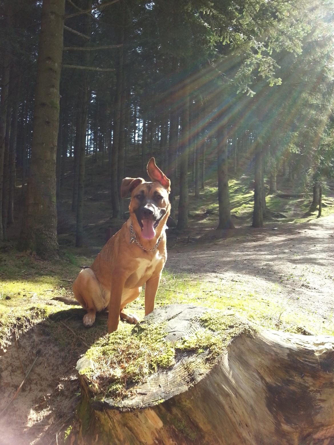 Blanding af racer Angel . billede 9