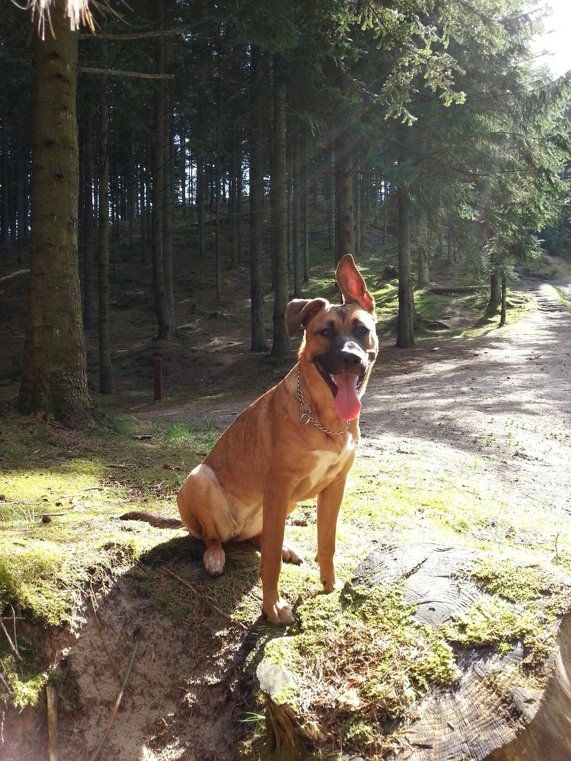 Blanding af racer Angel . billede 10