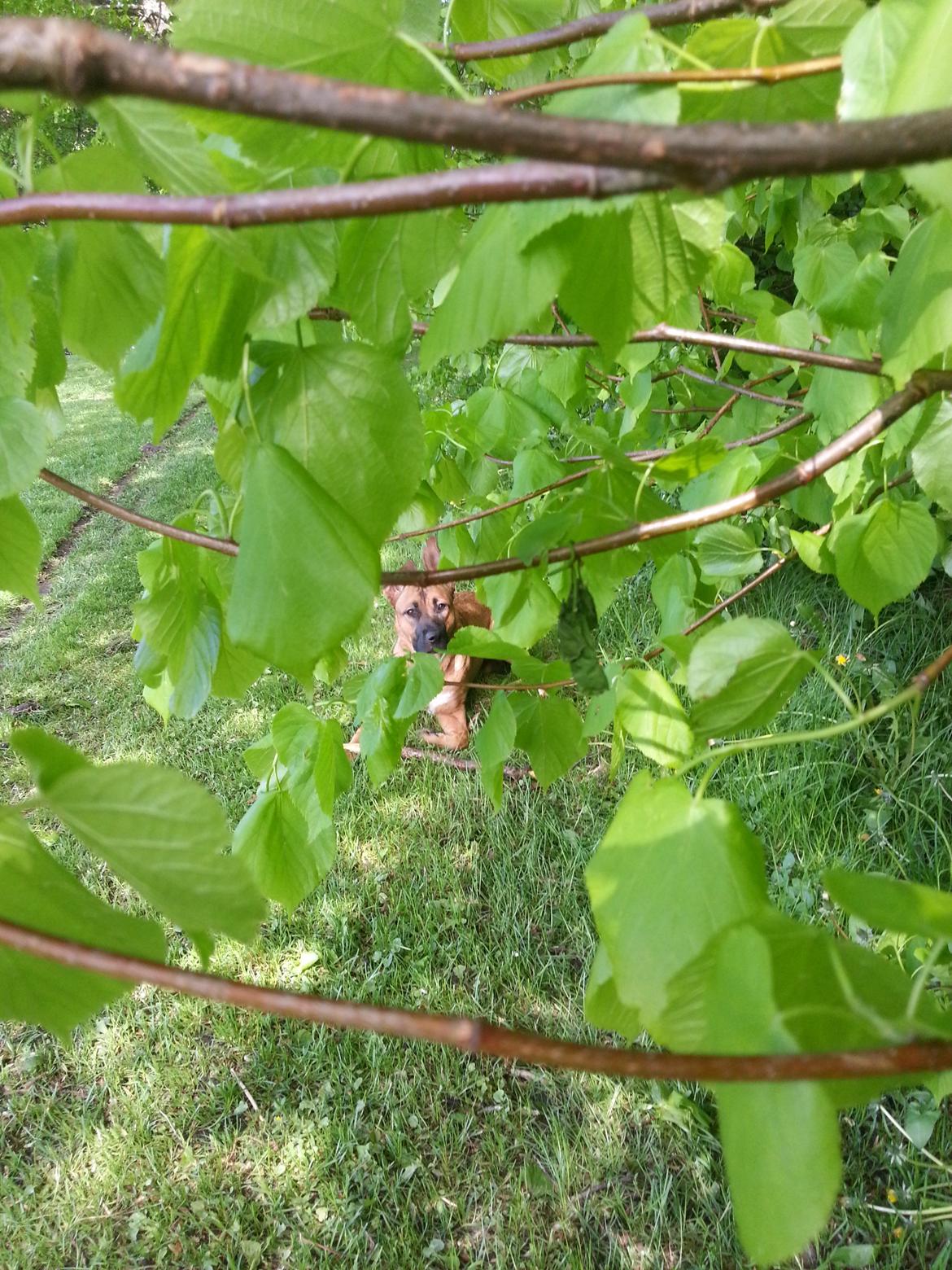 Blanding af racer Angel . - Hvoooor er Angel :$ billede 11