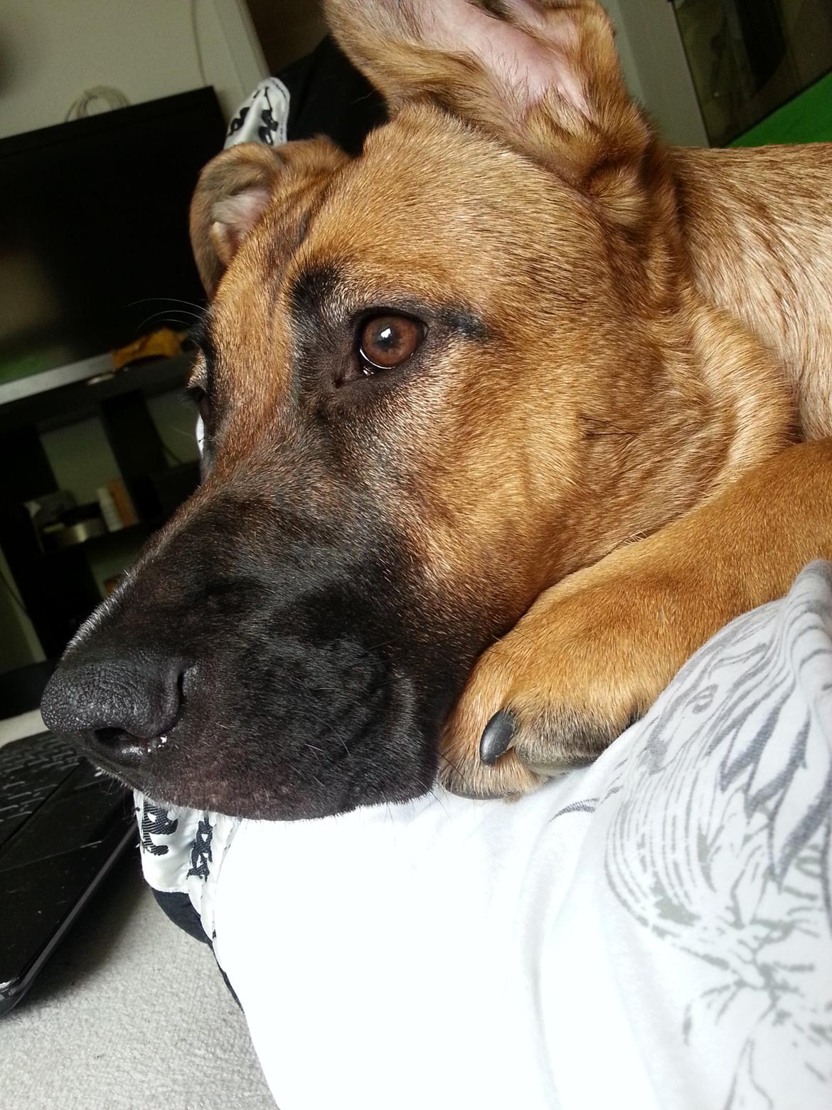 Blanding af racer Angel . billede 13