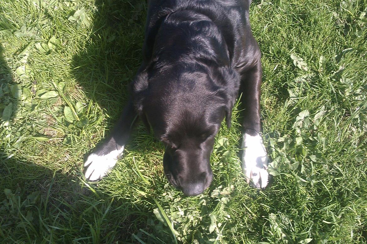 Blanding af racer Pihl billede 10