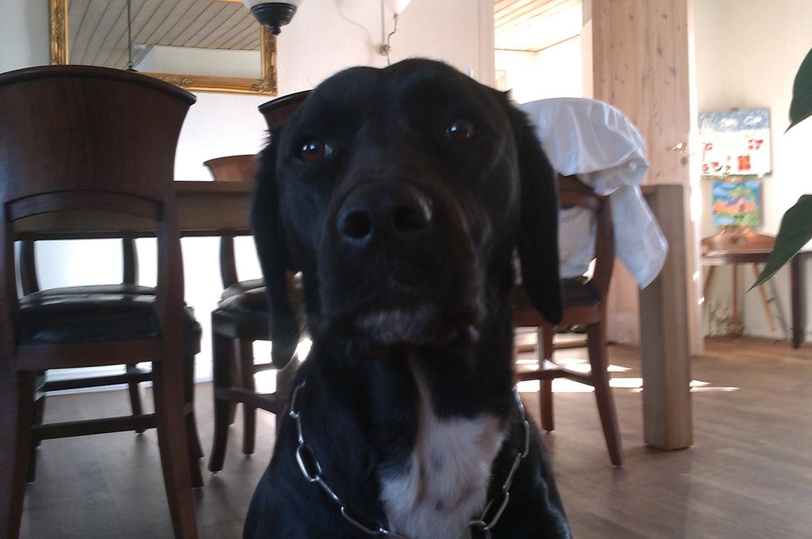 Blanding af racer Pihl billede 11