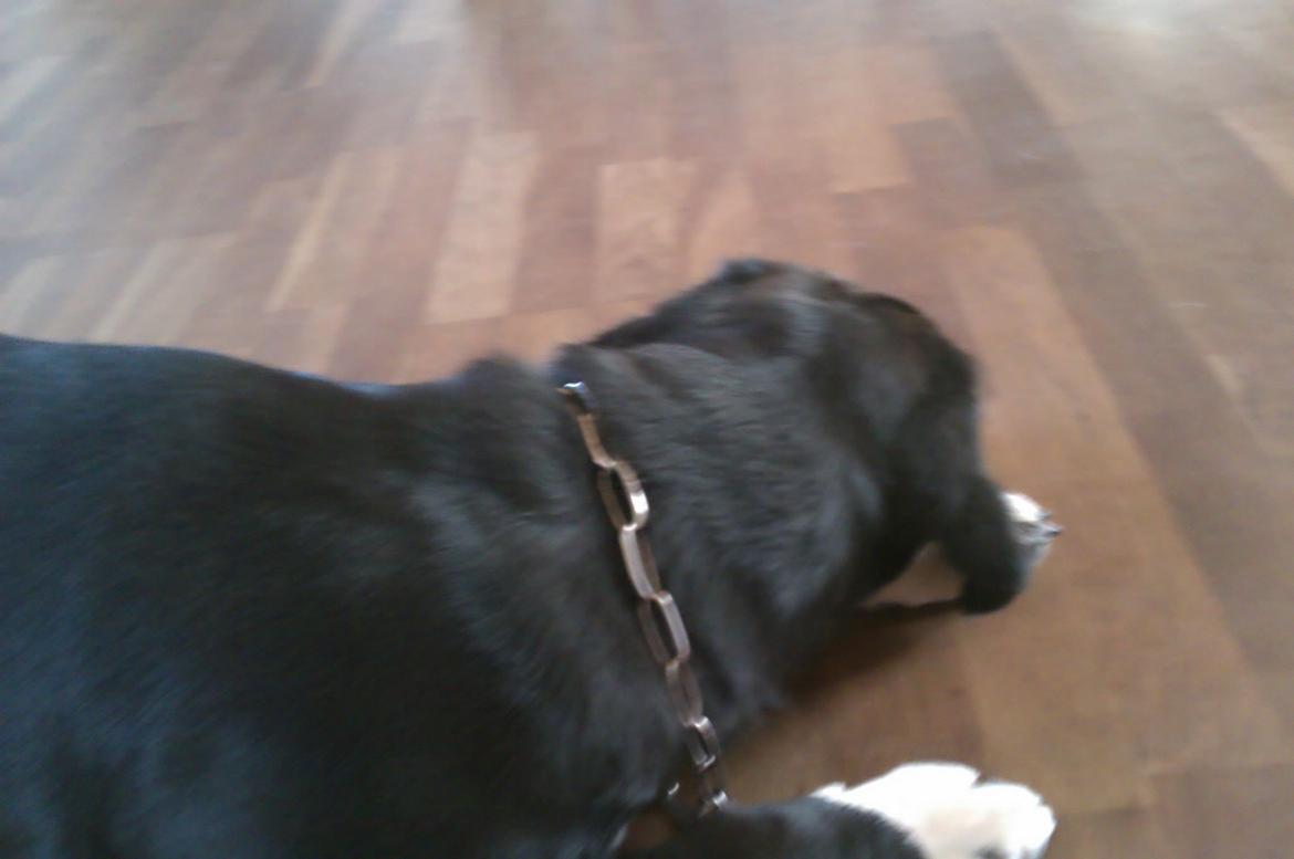 Blanding af racer Pihl billede 13