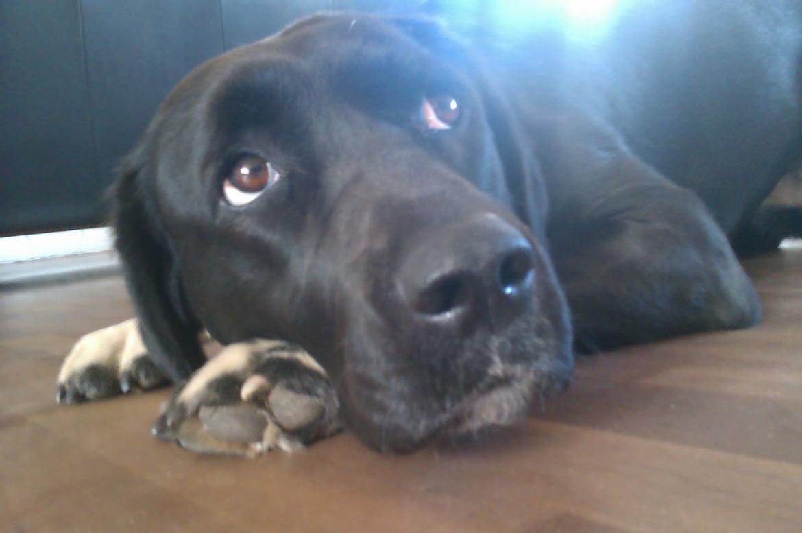 Blanding af racer Pihl billede 14