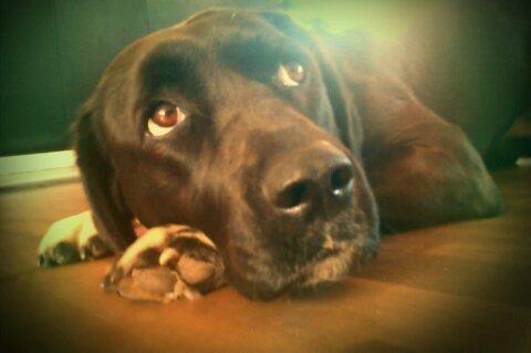 Blanding af racer Pihl billede 15