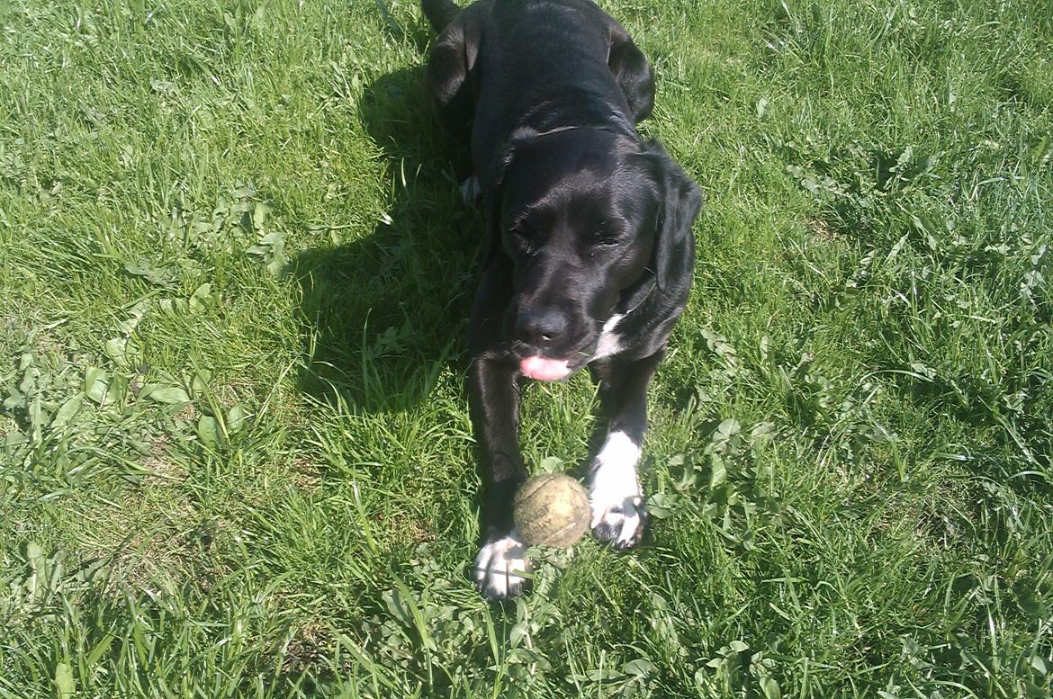 Blanding af racer Pihl billede 9