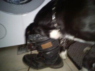 Blanding af racer Pihl billede 16