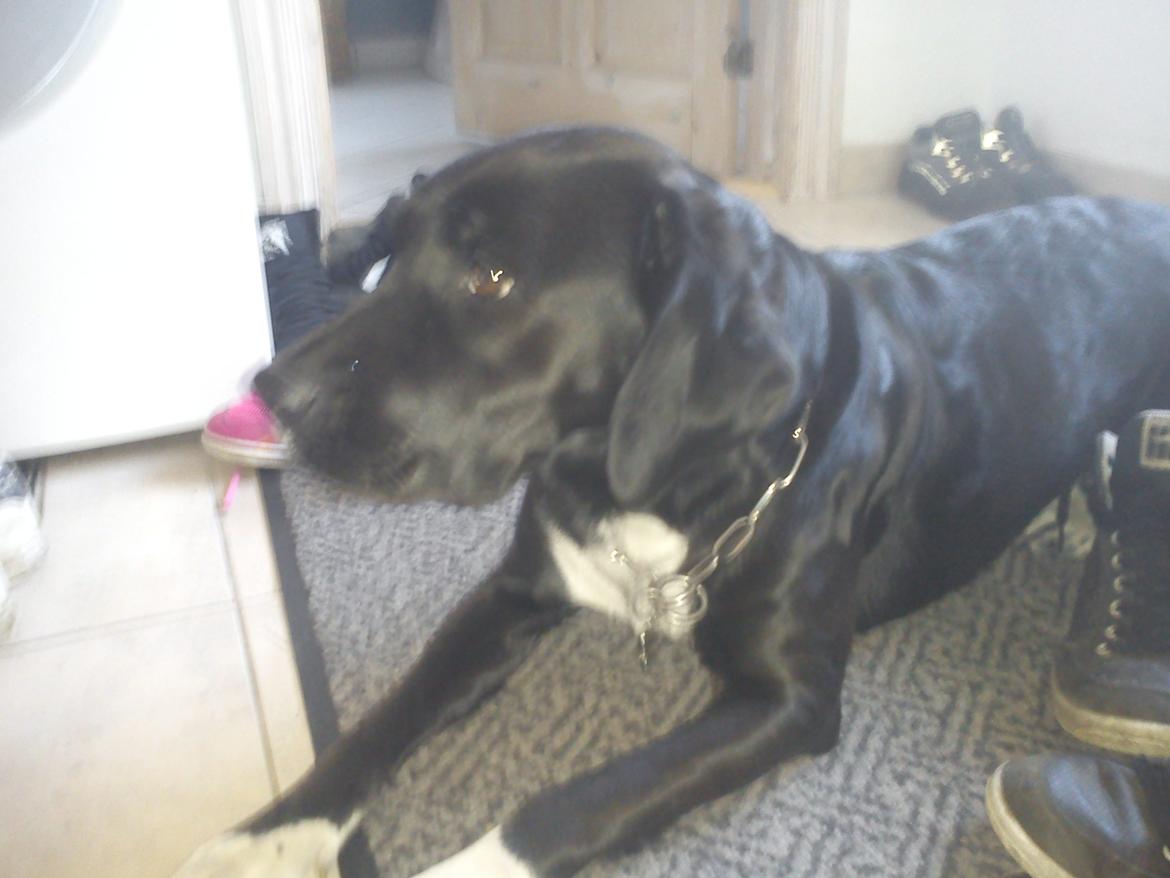 Blanding af racer Pihl billede 17