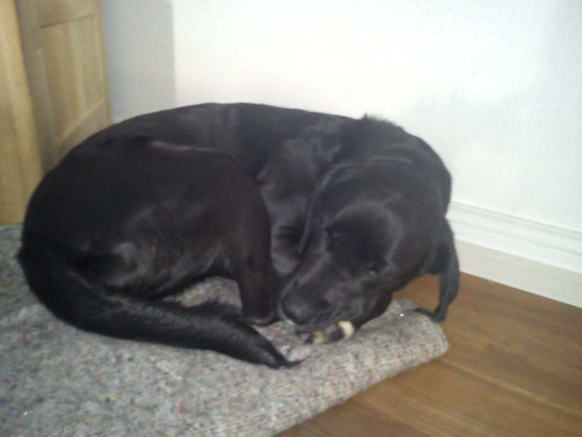 Blanding af racer Pihl billede 18