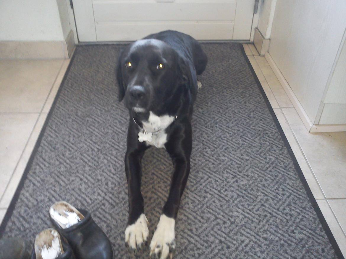 Blanding af racer Pihl billede 19