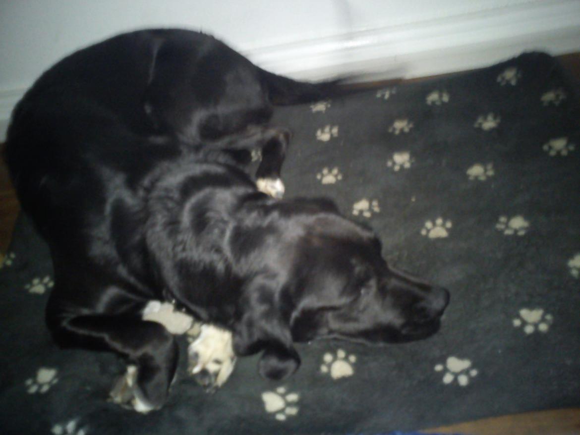 Blanding af racer Pihl billede 20