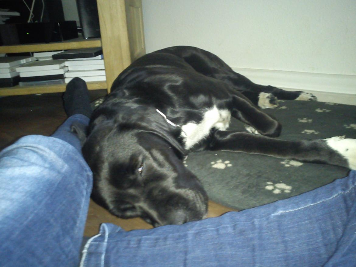 Blanding af racer Pihl billede 21