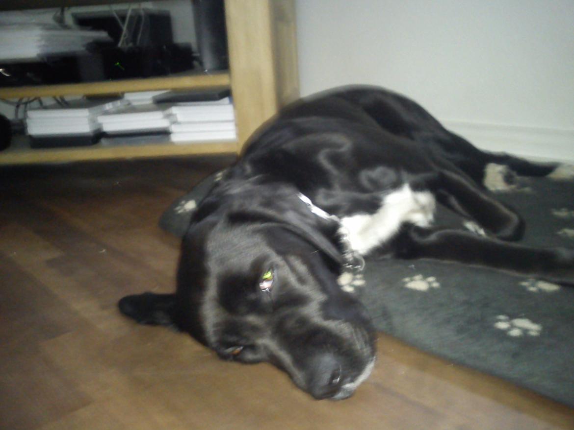 Blanding af racer Pihl billede 22