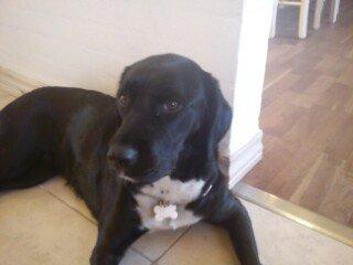 Blanding af racer Pihl billede 23