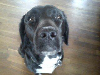 Blanding af racer Pihl billede 2