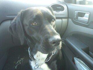 Blanding af racer Pihl billede 24