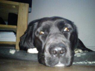 Blanding af racer Pihl billede 25