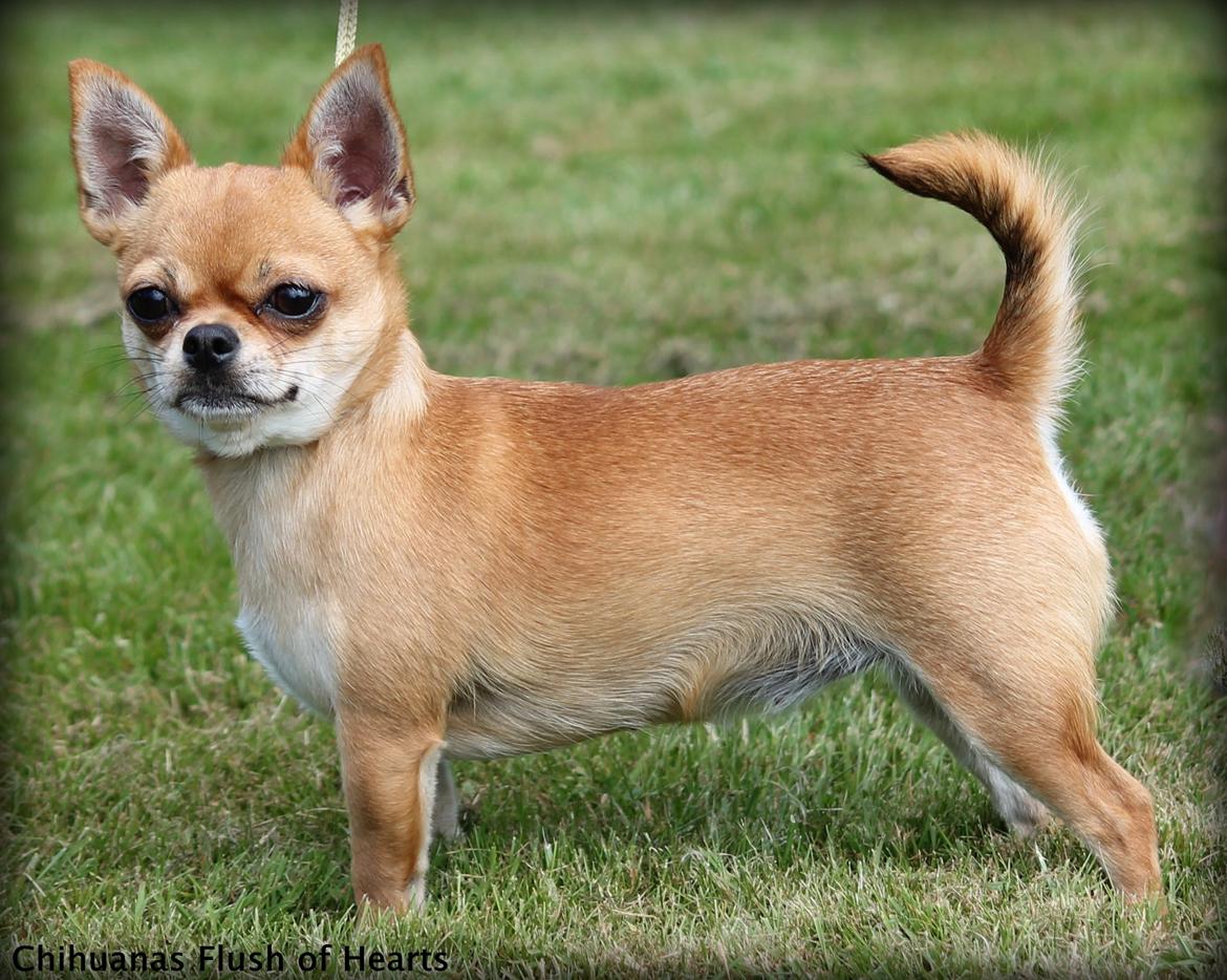 Chihuahua Chihuanas Flush of Hearts - Momo - Min smukke honningdråbe <3 15 juli 2013 billede 16