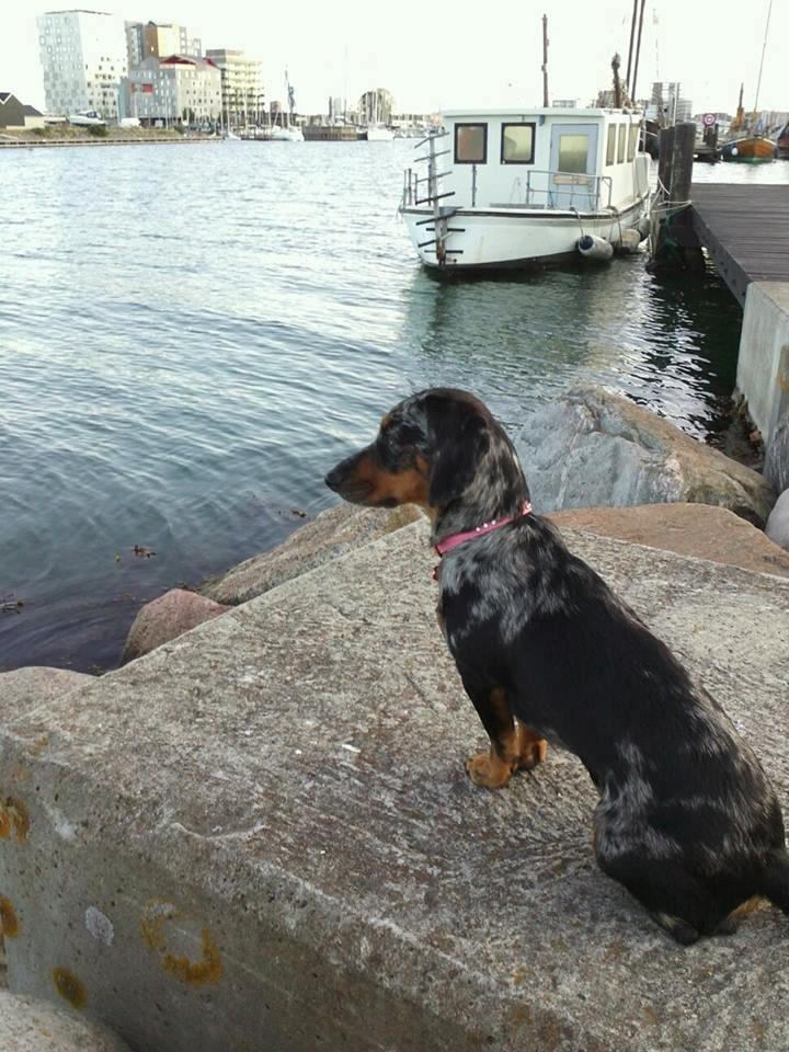 Blanding af racer 'Begga' Gravhund/DSG "Blue merle" - Nyder havudsigten billede 17