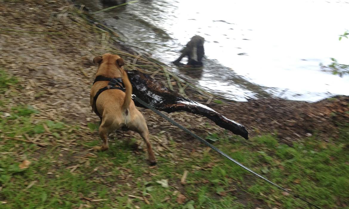 Staffordshire bull terrier KBHV2015 Wenk Staff' s King In A Corner aka Elo billede 34