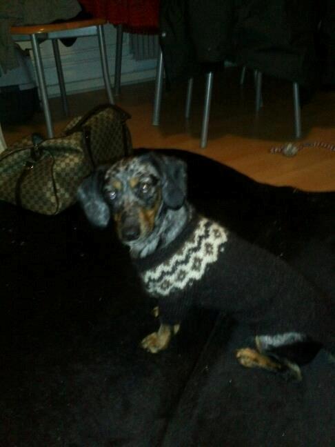 Blanding af racer 'Begga' Gravhund/DSG "Blue merle" - Min islandske sweater som "mormor" strikkede billede 24