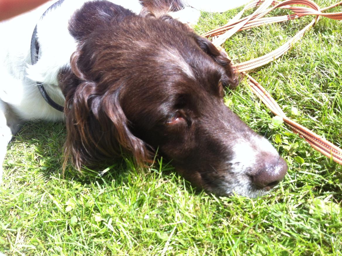 Kleiner münsterländer Max billede 15